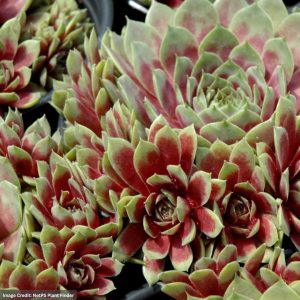 Hens And Chicks (Sempervivum) - Commander Hay - 1 Qt Container