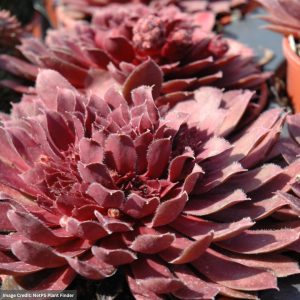 Hens And Chicks (Sempervivum) - Royal Ruby - 1 Qt Container