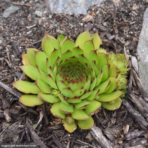 Hens And Chicks (Sempervivum) - Sunset - 1 Qt Container