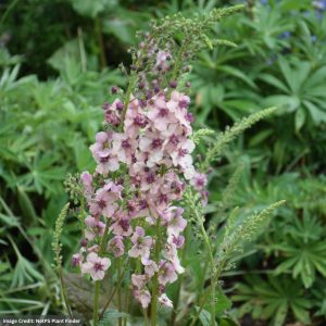 Mullein (Verbascum) – Southern Charm – 2 Qt Container