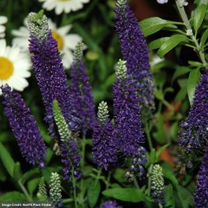 Spike Speedwell (Veronica Vernique) – Dark Blue – #1 Container