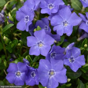 Periwinkle (Vinca Minor) – Bowles – 1 Qt Container