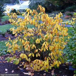 Spicebush – #1 Container