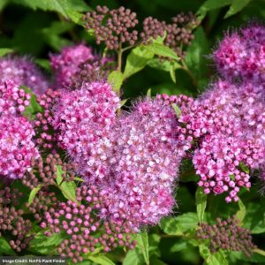 Spirea – Anthony Waterer – #3 Container