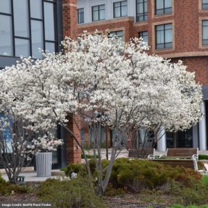 Serviceberry – Autumn Brilliance (Premium) – 6-8ft – B&B