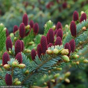 Norway Spruce – Red Cone (Acrocona) – #6 Container