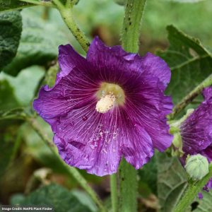 Alcea (Hollyhock) – Spotlight™ Purple Rain – 2 Qt Container