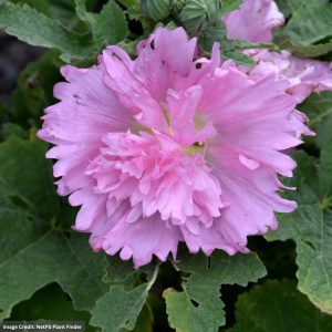 Hollyhock (Alcea) - Spring Celebrities™ Pink - #1 Container