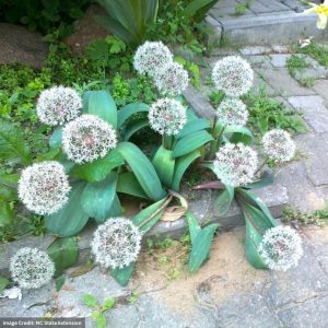 Allium - Karataviense - #1 Container