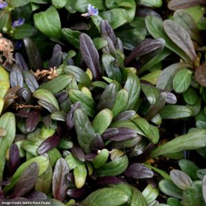 Bugleweed (Ajuga) - Feathered Friends™ Noble Nightingale - #1 Container