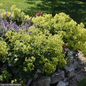 Lady’s Mantle (Alchemilla Sericata) – Gold Strike – #1 Container