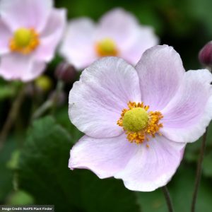 Anemone - September Charm - #1 Container