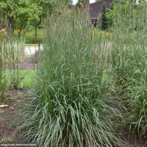 Bluestem (Andropogon gerardii) - Blackhawks - #1 Container