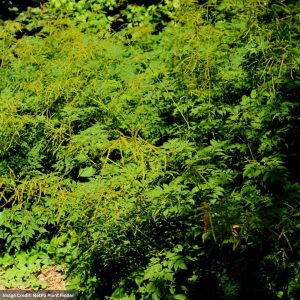 Goatsbeard (Aruncus) – Horatio – #1 Container