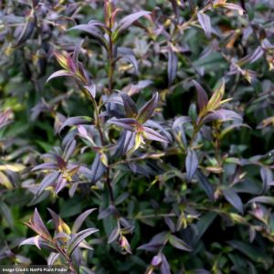 Calico Aster – Lady In Black – #1 Container