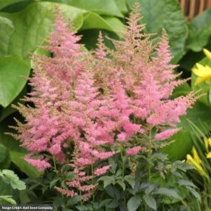 Astilbe - Country And Western - #1 Container