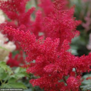 Japanese Astilbe - Montgomery - #1 Container
