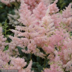 Astilbe - Peach Blossom - #2 Container