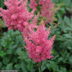 Astilbe - Rheinland - #1 Container