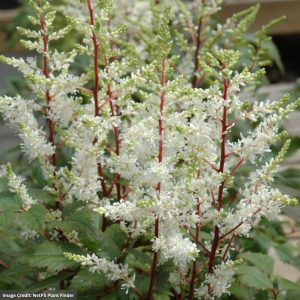 Astilbe - Rock And Roll - #1 Container