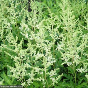 Astilbe - Snowdrift - #1 Container