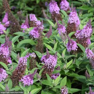 Butterfly Bush (Buddleia) - Chrysalis™ Pink - #1 Container