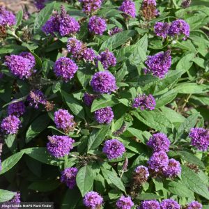 Butterfly Bush (Buddleia) - Chrysalis™ Purple - #1 Container