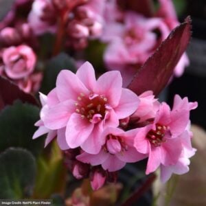 Bergenia – Dragonfly™ Sakura – #1 Container