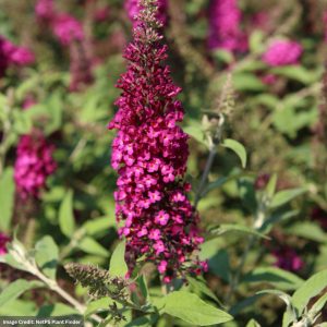 Butterfly Bush (Buddleia) - Chrysalis™ Cranberry - #1 Container