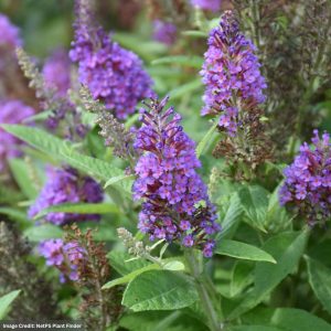 Butterfly Bush (Buddleia) - Chrysalis™ Blue - #1 Container