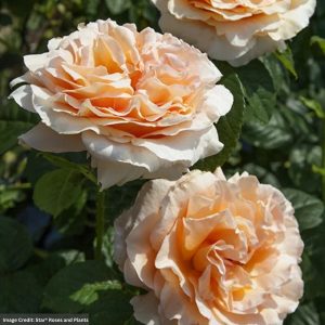Climbing Rose - Polka - #3 Container
