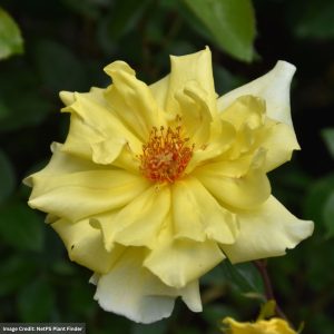 Climbing Rose - Golden Showers - #3 Container