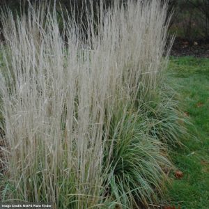 Reed Grass (Calamagrostis Acutiflora) - Avalance - #2 Container