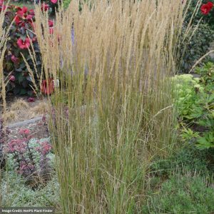 Feather Reed Grass (Calamagrostis Acutiflora) - El dorado - #3 Container