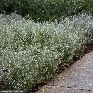 Dwarf Calamint (Calamintha nepeta) - #1 Container