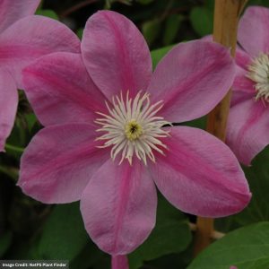 Clematis - Boulevard® Alaina - #1 Container