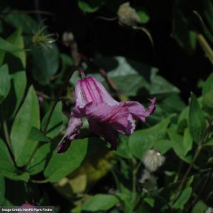 Clematis - Alionushka - #1 Container