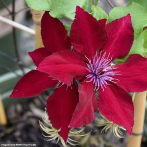 Clematis - Boulevard® Nubia™ - #1 Container