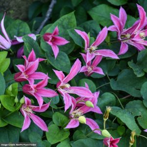 Clematis - Princess Diana - #1 Container