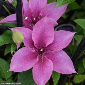 Clematis - Rosalie™ - #1 Container