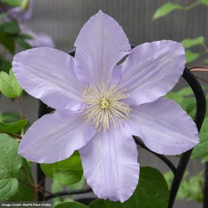 Clematis - Silver Moon - #1 Container