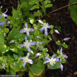 Clematis - Violet Stardust - #1 Container