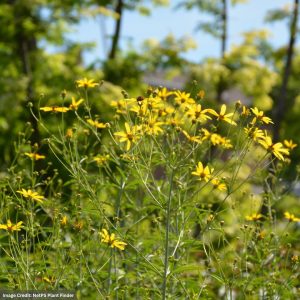 Tickseed (Coreopsis tripteris) - Gold Standard - #1 Container
