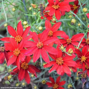 Tickseed (Coreopsis) - Sizzle And Spice® Hot Paprika - #1 Container