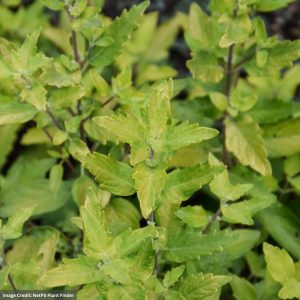 Caryopteris x clandonensis - Gold Crest - #1 Container