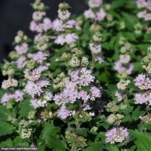 Caryopteris - Pavillion™ Pink - #1 Container
