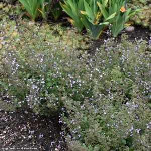 Dwarf Calamint (Calamintha nepeta) - Marvelette Blue - #1 Container