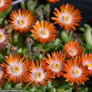 Ice Plant (Delosperma) – Jewel Of The Desert Topaz – 1 Qt Container