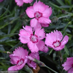 Pinks (Dianthus) - Mountain Frost™ Pink Twinkle - #1 Container