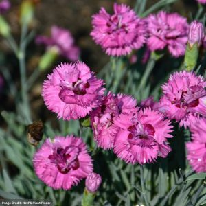 Pinks (Dianthus) - Pretty Poppers® Goody Gumdrops - #1 Container